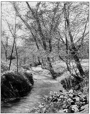 Pecomsic Brook in Forest Park.